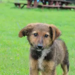 Pies do adopcji, Grudziądz, 2 sierpnia 2025