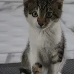 Kot do adopcji, Grudziądz, 26 sierpnia 2025