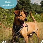 Pies do adopcji, Dąbrówka, 28 sierpnia 2025