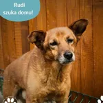 Rudi