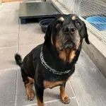 SUKA PRZYWIEZIONA Z INTERWENCJI 26.08.2025