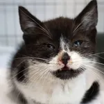 Znaleziono kota, Łódź, 27 sierpnia 2025