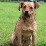 Pies do adopcji, Grudziądz, 1 sierpnia 2025