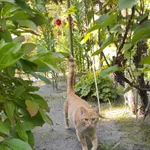 Znaleziono kota, Łódź, 27 sierpnia 2025