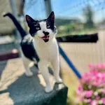 Kot do adopcji, Piła, 14 lipca 2025