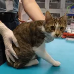 Znaleziono kota, Szczecin, 27 sierpnia 2025