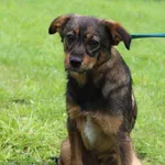 Pies do adopcji, Grudziądz, 1 sierpnia 2025