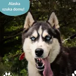 Pies do adopcji, Dąbrówka, 28 sierpnia 2025