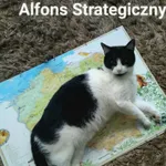 Zaginął kot, Łódź, 28 sierpnia 2025