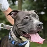 Pies do adopcji, Kraków, 13 sierpnia 2025