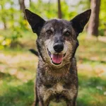 Pies do adopcji, Piła, 12 czerwca 2025