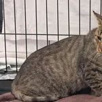 Znaleziono kota, Toruń, 22 sierpnia 2025