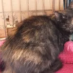 Sówka to kotka przywieziona w dniu 18.08.2025r z terenu gm. Miastków Kościelny, przywieziona z kociętami, dzika, wystraszona