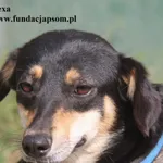 Pies do adopcji, Nowy Dwór Mazowiecki, 29 sierpnia 2025