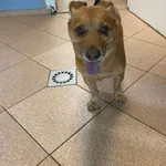 Pies do adopcji, Włocławek, 29 sierpnia 2025