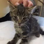 Sznurek to kocurek przywieziony w dniu 18.08.2025r z terenu gm. Miastków Kościelny, przyjechał w złym stanie, jest leczony