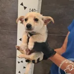 Przyjęty: 2025-08-29 Gmina: Chęciny Płeć: Pies Opis: mieszaniec, biszkoptowe