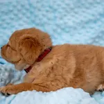 Znaleziono psa, Racławice, 28 sierpnia 2025