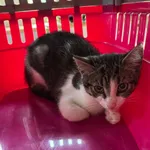 Kot do adopcji, Dobra, 29 sierpnia 2025