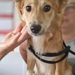 Znaleziono psa, Lublin, 31 sierpnia 2025