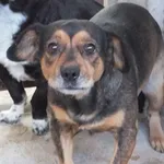 Znaleziono psa, Nowa Krępa, 19 sierpnia 2025