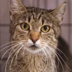 Pszczółka 463/2025