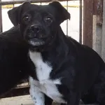 Szpunta to suczka przywieziona w dniu 19.08.2025r z terenu gm. Trojanów, zdystansowana, niska na łapach,