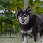 Pies do adopcji, Radom, 30 sierpnia 2025