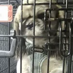 Znaleziono psa, Radom, 30 sierpnia 2025