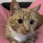 Kot do adopcji, Włocławek, 29 sierpnia 2025