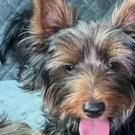 Zaginął pies, Mierzyn, 31 sierpnia 2025