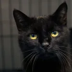 Znaleziono kota, Sosnowiec, 29 sierpnia 2025