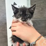 Przyjęty: 2025-08-29 Gmina: Libiąż Płeć: Kocur Opis: europejska, czarno-biały