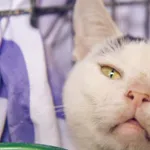 Znaleziono kota, Sosnowiec, 31 sierpnia 2025