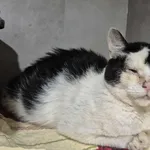 Znaleziono kota, Sosnowiec, 30 sierpnia 2025