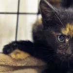 Znaleziono kota, Sosnowiec, 30 sierpnia 2025