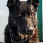 Badyl to duży, silny, około 4-letni pies w typie owczarka niemieckiego. Jest bardzo mądry i nastawiony na pracę z człowiekiem. Szuka opiekuna, który rozumie potrzeby tej rasy – kogoś, kto będzie konse