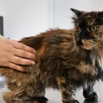 Znaleziono kota, Łódź, 31 sierpnia 2025