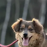 Imię:  Rajan Chip: 616093902541461 Płeć : Samiec Wiek:  styczeń 2023 Wielkość:  mała Kastracja/sterylizacja:  Tak Inne Psy:  Akceptuje towarzystwo suczek i psów, Dzieci:  W wieku szkolnym.  Charakter: