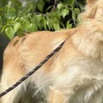 Imię:  Rumba Chip: 616093902541173 Płeć : Samica Wiek:  styczeń 2020 Wielkość:  mała Kastracja/sterylizacja:  Tak Inne Psy:  Akceptuje towarzystwo suczek i psów, Dzieci:  W wieku szkolnym.  Charakter: