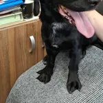 Znaleziono psa, Olsztyn, 29 sierpnia 2025