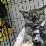 Znaleziono kota, Sosnowiec, 30 sierpnia 2025