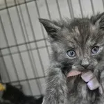 Znaleziono kota, Sosnowiec, 30 sierpnia 2025