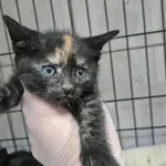 Znaleziono kota, Sosnowiec, 30 sierpnia 2025