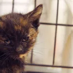 Znaleziono kota, Sosnowiec, 30 sierpnia 2025