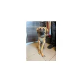 Znaleziono psa, Białystok, 27 sierpnia 2025