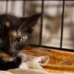 Znaleziono kota, Sosnowiec, 30 sierpnia 2025