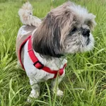 Zaginął pies, Łódź, 31 sierpnia 2025