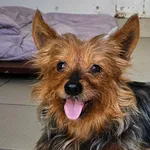 Amber to 8-letnia sunia, która szuka spokojnego domu na jesień życia. Mimo swojej dojrzałości jest pełna energii i radości. Świetnie czuje się w towarzystwie innych psów. Lubi spacery i eksplorowanie 