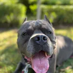 Dragon 7-letni piękny  Amerykański Staffordshire terrier trafił do schroniska w lipcu 2024 roku, po tym jak jego świat się rozpadł. Na początku był przerażony, ale dzięki pracy otworzył się na ludzi i